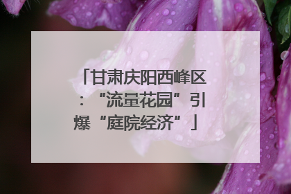 甘肃庆阳西峰区：“流量花园”引爆“庭院经济”